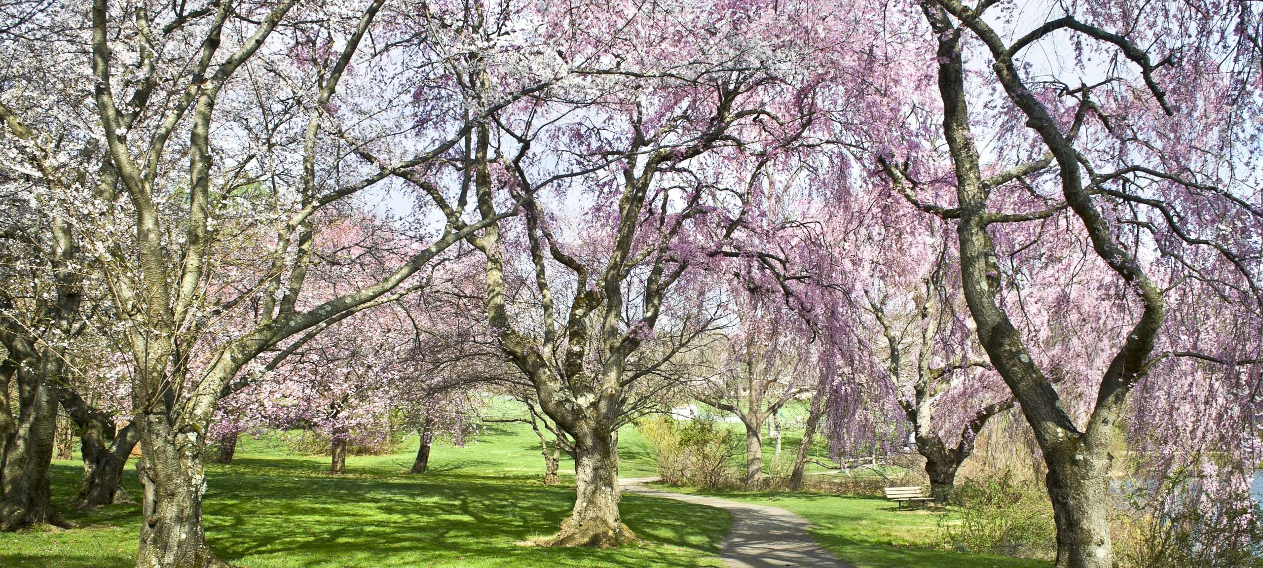 Spring flowers on trees in Holmdel Park, Holmdel