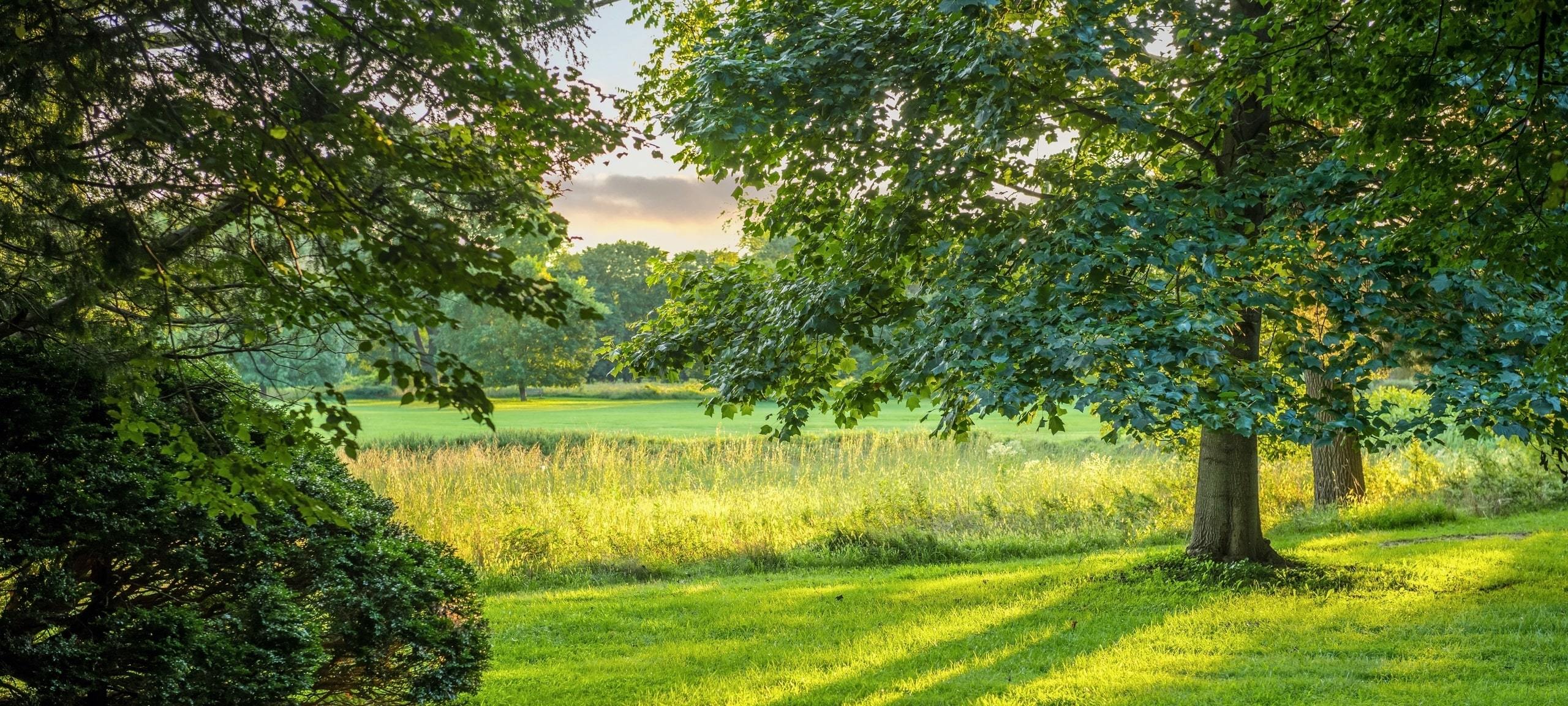 Green field and summer trees during sunset, typical of Interlaken, NJ