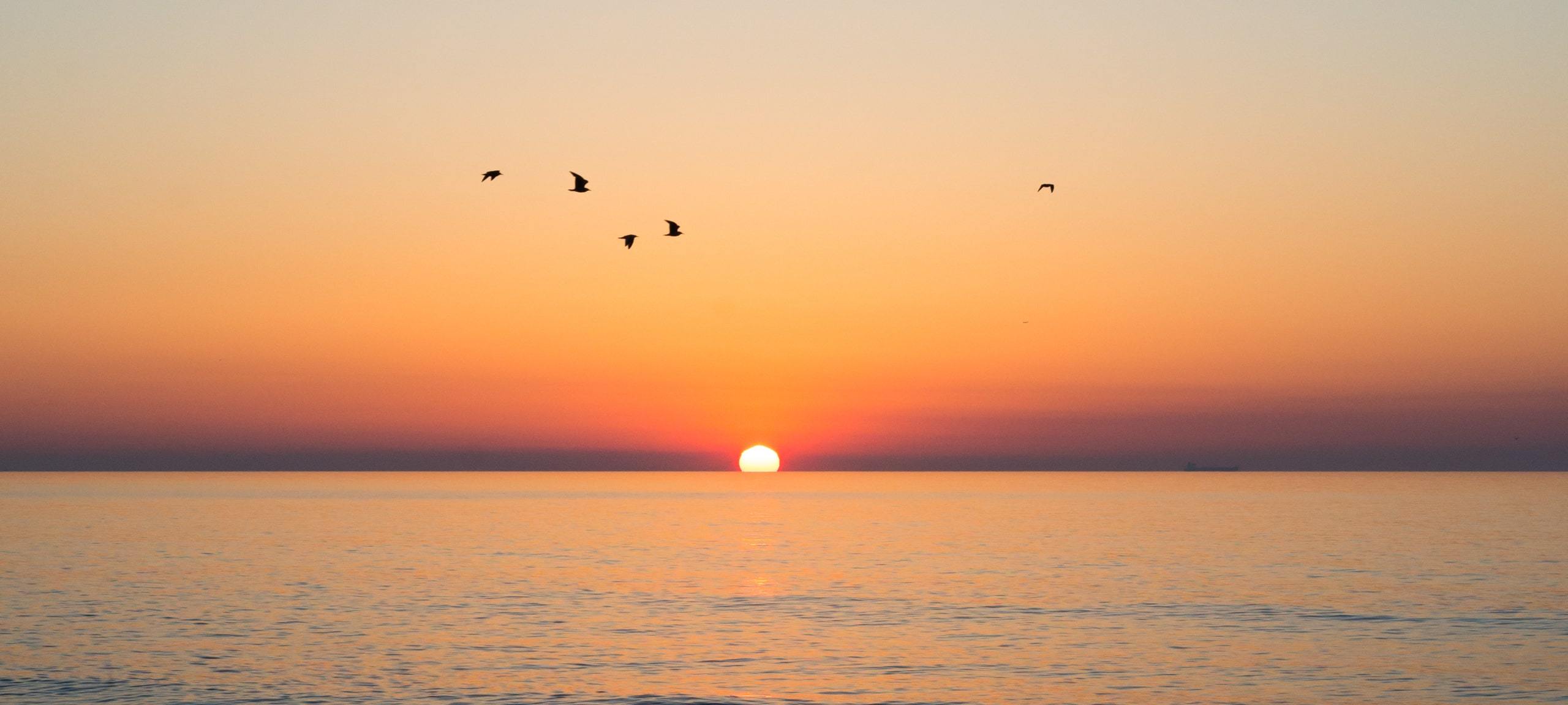 Birds flying over Jersey Shore sunset at Monmouth Beach