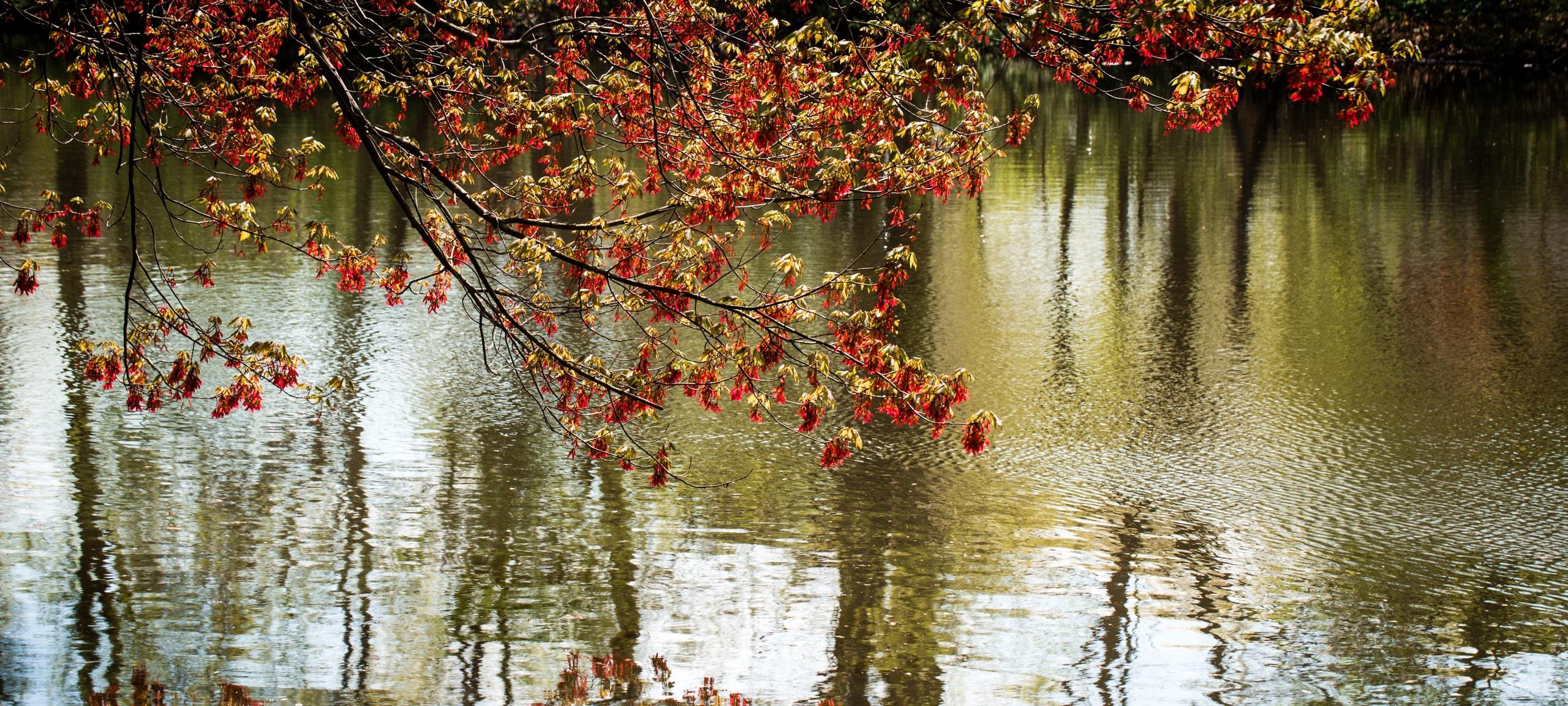 Blooming red tree touching water with reflection