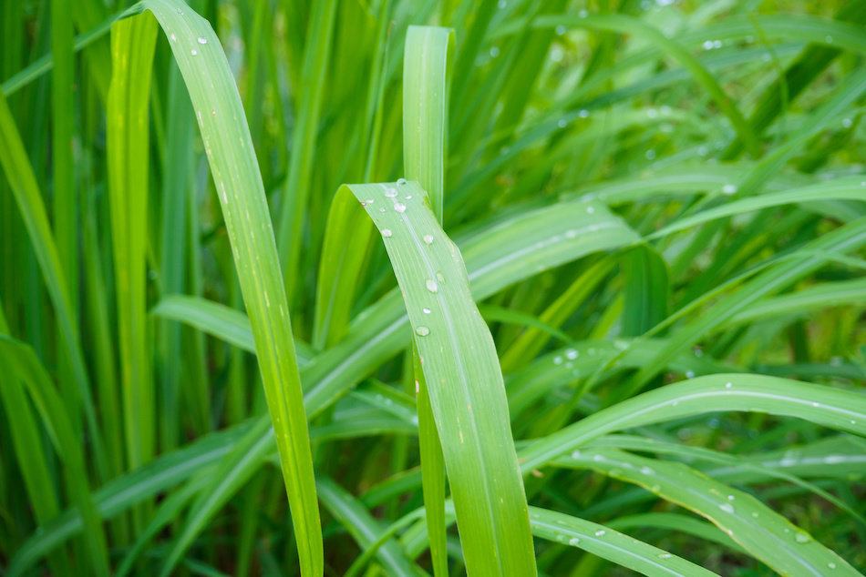 Getting rid of Mosquitoes with Lemon Grass