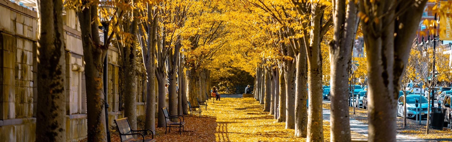 Yellow trees lining Princeton, NJ street in autumn